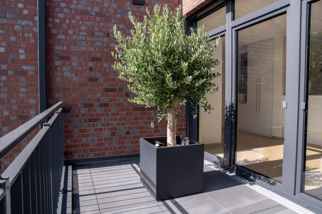 Moderner Eingangs- oder Terrassenbereich der Zahnklinik Nordhorn mit grauem Bodenbelag, großer Glasfront und einem Olivenbaum in einem eckigen schwarzen Pflanzkübel vor roter Klinkerwand.